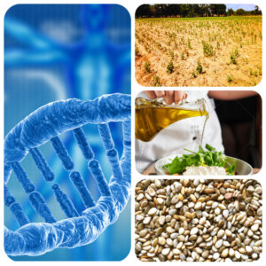 The Impact of Genetics  Sesame Seeds and Oil